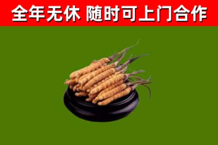 越西烟酒回收冬虫夏草.jpg